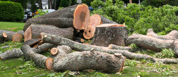  , USA Tree Care Pros